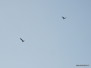 lle del Simeto-24-02-2013 10-07-41